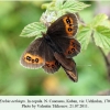 erebia aethiops kuban in copula